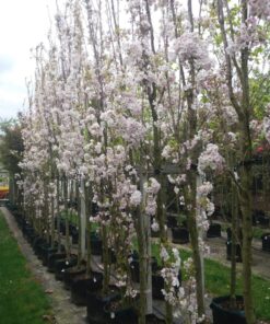 Prunus Serrulata Amanogawa Zuilvormige Boom