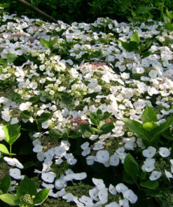 Boerenhortensia 'Teller White'
